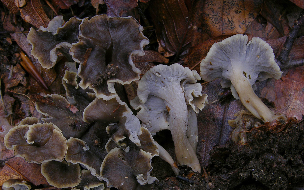 Pseudocraterellus undulatus (Pers.) Rauschert,